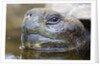 Close-up of Giant Tortoise Head by Anonymous