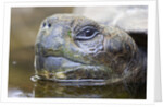 Close-up of Giant Tortoise Head by Anonymous