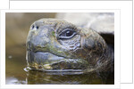 Close-up of Giant Tortoise Head by Anonymous