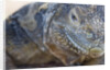 Close-up of Land Iguana by Anonymous