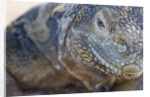 Close-up of Land Iguana by Anonymous