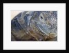 Close-up of Land Iguana by Anonymous
