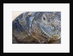 Close-up of Land Iguana by Anonymous
