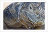 Close-up of Land Iguana by Anonymous
