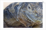 Close-up of Land Iguana by Anonymous