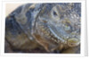 Close-up of Land Iguana by Anonymous