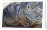 Close-up of Land Iguana by Anonymous