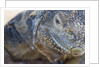 Close-up of Land Iguana by Anonymous