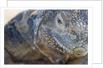 Close-up of Land Iguana by Anonymous