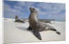 Galapagos Sea Lions by Anonymous