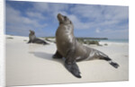 Galapagos Sea Lions by Anonymous