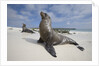 Galapagos Sea Lions by Anonymous