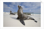 Galapagos Sea Lions by Anonymous