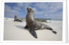 Galapagos Sea Lions by Anonymous