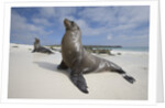 Galapagos Sea Lions by Anonymous