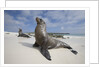 Galapagos Sea Lions by Anonymous