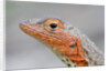 Close-up of Lava Lizard by Anonymous