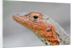 Close-up of Lava Lizard by Anonymous