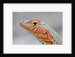 Close-up of Lava Lizard by Anonymous