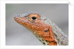 Close-up of Lava Lizard by Anonymous