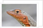 Close-up of Lava Lizard by Anonymous
