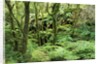 Temperate Rain Forest in Australia's Otway Range by Anonymous