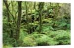 Temperate Rain Forest in Australia's Otway Range by Anonymous