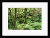 Temperate Rain Forest in Australia's Otway Range by Anonymous