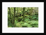 Temperate Rain Forest in Australia's Otway Range by Anonymous
