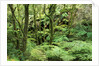 Temperate Rain Forest in Australia's Otway Range by Anonymous