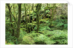 Temperate Rain Forest in Australia's Otway Range by Anonymous