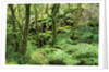 Temperate Rain Forest in Australia's Otway Range by Anonymous