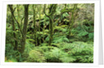 Temperate Rain Forest in Australia's Otway Range by Anonymous