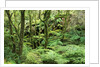 Temperate Rain Forest in Australia's Otway Range by Anonymous