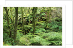 Temperate Rain Forest in Australia's Otway Range by Anonymous