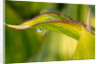 Water Droplet on a Leaf by Anonymous