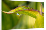 Water Droplet on a Leaf by Anonymous
