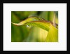 Water Droplet on a Leaf by Anonymous