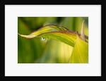 Water Droplet on a Leaf by Anonymous