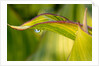 Water Droplet on a Leaf by Anonymous