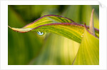Water Droplet on a Leaf by Anonymous