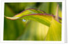 Water Droplet on a Leaf by Anonymous