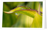 Water Droplet on a Leaf by Anonymous