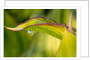 Water Droplet on a Leaf by Anonymous