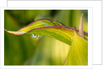 Water Droplet on a Leaf by Anonymous