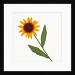 Black-Eyed Susan by Anonymous