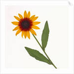 Black-Eyed Susan by Anonymous