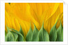Sunflower by Anonymous
