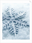 Snowflake Shaped Christmas Ornament Lying in the Snow by Anonymous