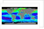Global Chlorophyll Concentrations by Anonymous